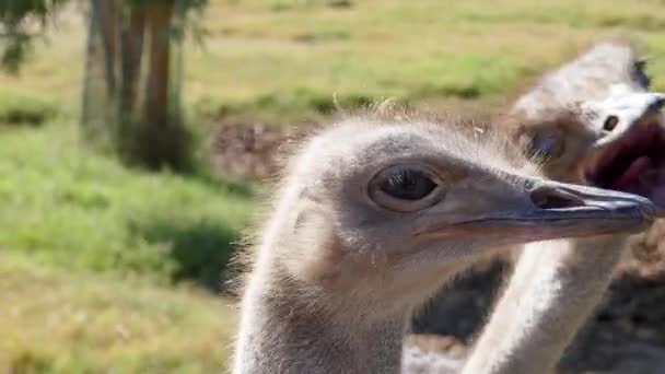 Two Ostrich Eating Flies Zoo — Wideo stockowe