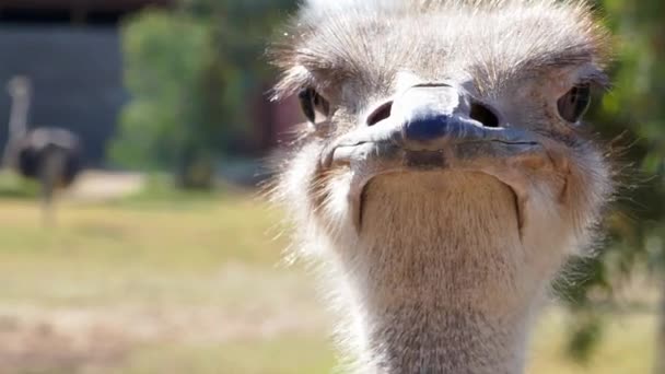 Closeup Ostrich Eating Flies — Αρχείο Βίντεο
