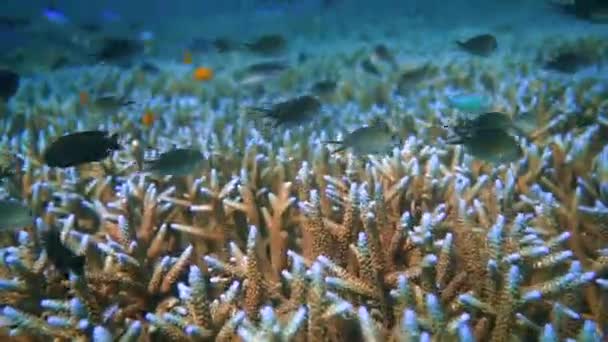 Closer Look Healthy Coral Reef Home Tons Small Reef Fish — Stockvideo