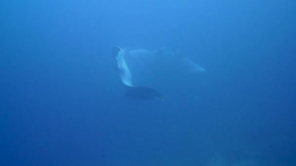 Big Oceanic Manta Rays Dancing Each Other Blue — Stock Video