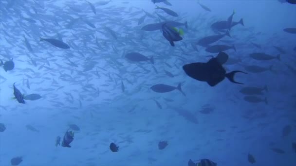 Big Density Different Fish Swimming Next Reef Slow Motion — 图库视频影像