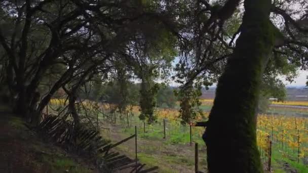 Pullback Gimbal Shot Path Vineyard Covered Tree Canopy Next Old — Αρχείο Βίντεο
