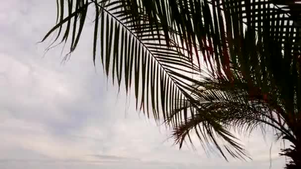 Palm Leaves Wind Cloudy Evening Gran Canaria — Wideo stockowe