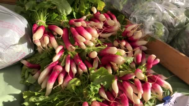 Fresh Long Red Radishes Closeup Outdoor Farmer Market — Vídeos de Stock