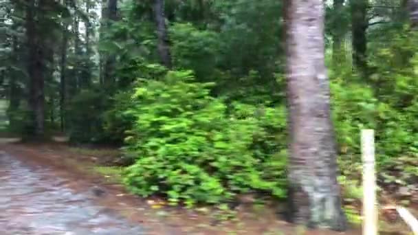 Trees Going Fast Videotaped Out Window Car Ride — Stockvideo