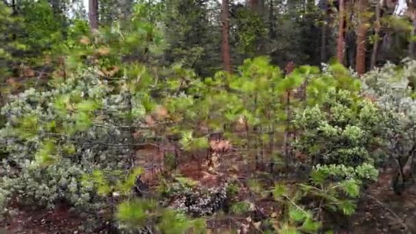 Aerial Shot Ponderosa Pine Saplings Forest Rain Storm — Vídeo de stock