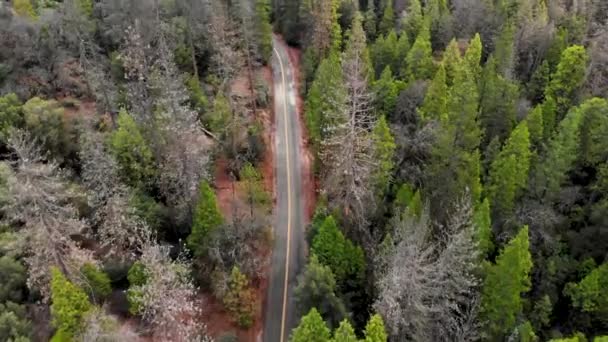 Aerial Shot Paved Road Forest Winter Rain — Stok video