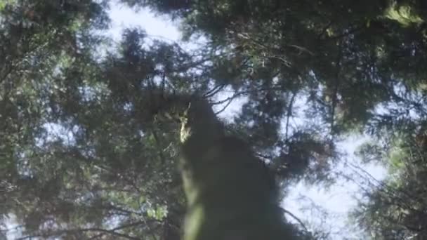Swaying Dead Tree Trunk Upright Pov — Stockvideo