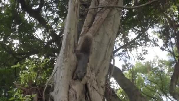 Curious Squirrel Going Tree See What Been — ストック動画