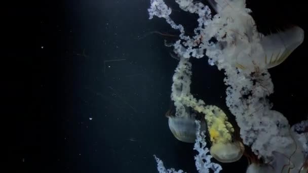 Medusas Chrysaora Plocamia Gran Número Tentáculos Presentados Campaña Tentáculos Grupos — Vídeos de Stock