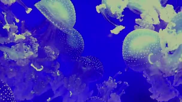 Ubur Ubur Jellyfish Phyllorhiza Punctata Ubur Ubur Putih Yang Cantik — Stok Video