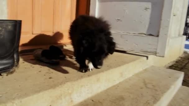 Cane Nero Odora Suo Padrone Essere Felice Vederlo — Video Stock