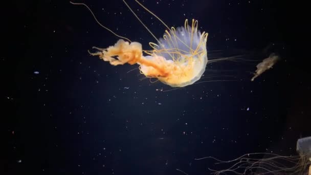 Медузы Chrysaora Meranaster Коричневые Белые Медузы Kamon Aquarium Япония — стоковое видео