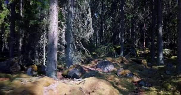 めまいの森の中の恐ろしい不安パララックス ドルリー ズームは森の中で不快な気分にさせます — ストック動画