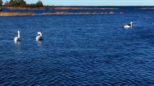 Cygnus Olor Grupo Cisnes Mudos Arquipélago Kvarken Património Mundial Unesco — Vídeo de Stock