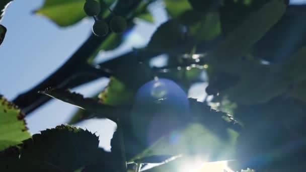 Närbild Solstrålar Skiner Genom Gröna Blad 120 Fps Slow Motion — Stockvideo