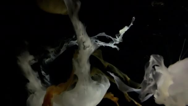 Medusas Chrysaora Chinensis Medusas Blancas Acuario Kamon Japón — Vídeos de Stock