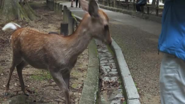 Herten Dank Wanneer Iemand Hen Voedt Nara Japan — Stockvideo