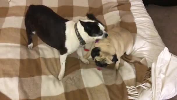 Boston Terrier Pug Brincando Lutando Cima Uma Cama Acontece Quarto — Vídeo de Stock