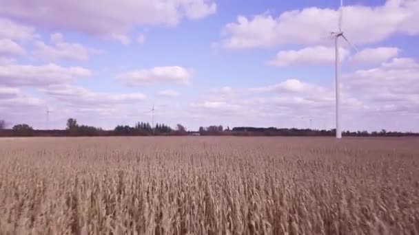 Flying Low Corn Field Farmland Camera Moves Wind Turbine Other — Stock Video