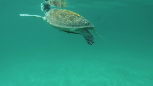 Zwemmen Met Een Grote Zeeschildpad Filippijnen Port Barton Duits Eiland — Stockvideo