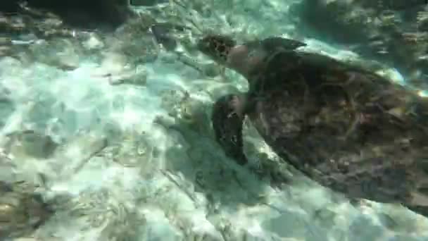 Черепаха Плаває Біля Коралу — стокове відео
