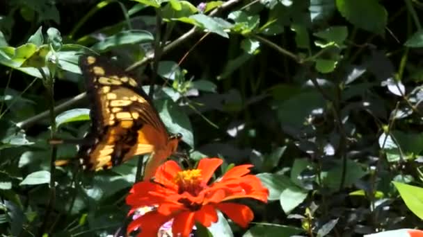 Una Mariposa Alimentándose Una Flor — Vídeo de stock