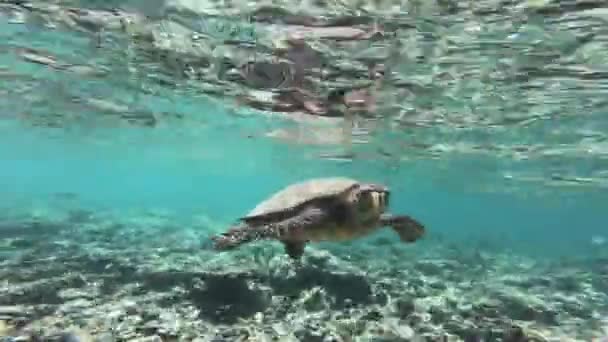 Tortuga Nadando Por Coral — Vídeos de Stock