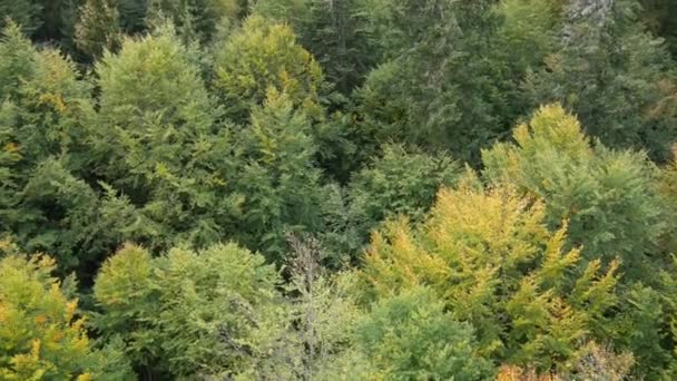 Bad Wildbad Germany Top View Some Tree Tops Bad Wildbad — Stock Video