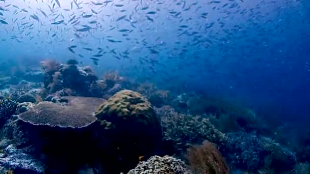 Guardare Come Piccolo Pesce Viene Cacciato Trevallys Gigante Sulla Cima — Video Stock