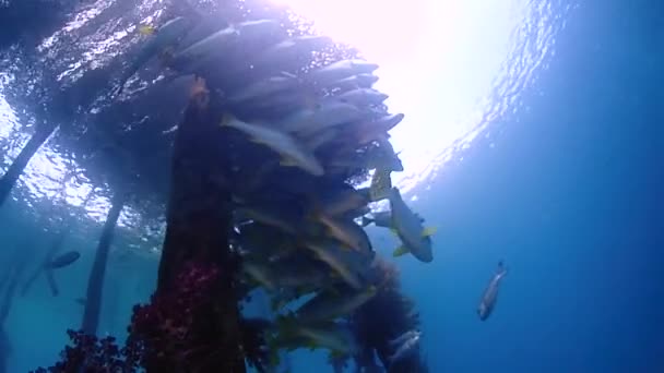 カメラは桟橋の下の魚のグループの下から滑空 — ストック動画