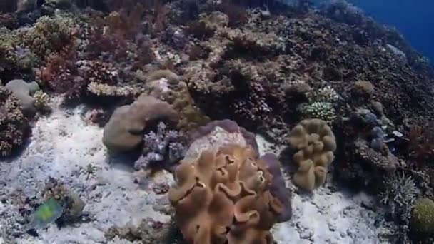 Beobachten Sie Wie Die Oberfläche Des Wassers Schöne Sonnenstrahlen Auf — Stockvideo