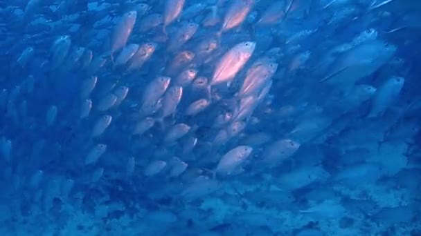 数千条银杰克鱼在海洋深处挤成一团 — 图库视频影像