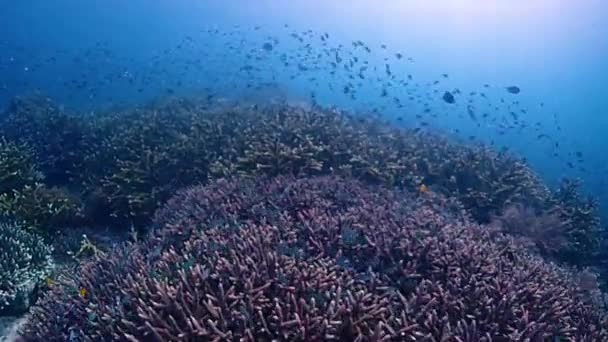 Bir Kamera Değmemiş Renkli Bir Resifin Üzerinde Süzülür Bir Sürü — Stok video