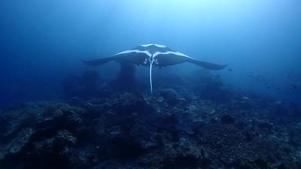 Manta Oceánico Blanco Raro Está Limpiando Flotando Sobre Bommy Coral — Vídeo de stock