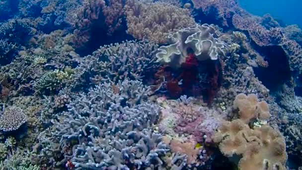 Átfésülni Egy Nagy Területet Korallokkal Különböző Színekben Korallok Között Élnek — Stock videók