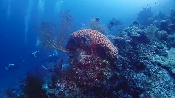 Een Glooiend Koraalrif Met Zeewaaiers Camera Glijden Buurt Duikers Hieronder — Stockvideo