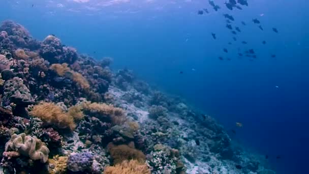 Kamera Schwenkt Unter Wasser Entlang Einer Abschüssigen Korallenwand Fische Wie — Stockvideo