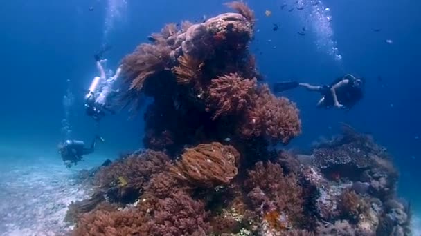 原始的珊瑚在白沙滩上高耸入云 背景中的潜水员正在寻找海洋生物 — 图库视频影像