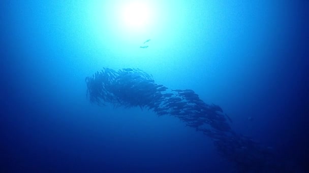 Bir Kasırga Gibi Balık Yemi Okyanusun Dibini Tarıyor — Stok video