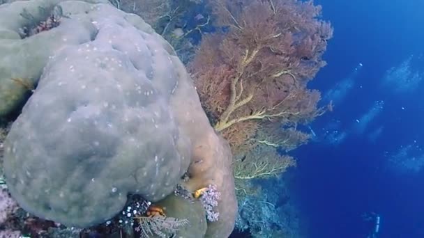 Perto Mar Corais Grandes Deslizamento Ângulo Largo Passado Com Mergulhadores — Vídeo de Stock