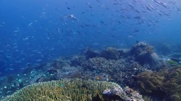 Trevallys Gigantes Cazando Pequeños Peces Arrecife Grupo Encima Arrecife Coral — Vídeos de Stock