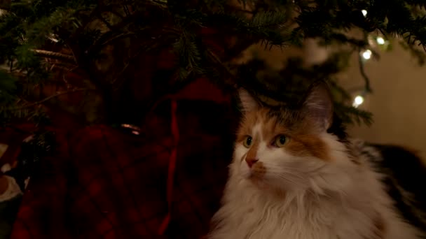 Κουρασμένη Γάτα Ξεκουράζεται Κάτω Από Ένα Πραγματικό Χριστουγεννιάτικο Δέντρο — Αρχείο Βίντεο
