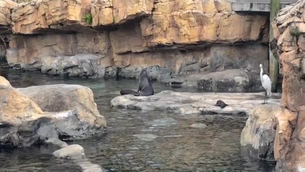 Sea Lion Lying Rock — Stock Video
