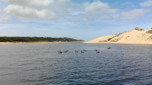 Avance Aéreo Grupo Cisnes Negros Nadando Estuario Entre Dunas Arena — Vídeos de Stock