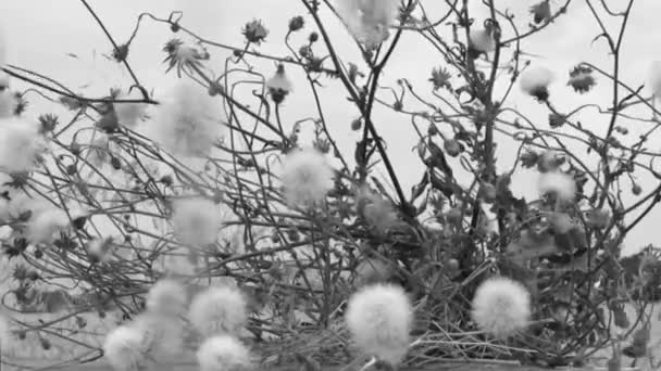 Black White Video Moving Dandelions Windy Day — Stock Video