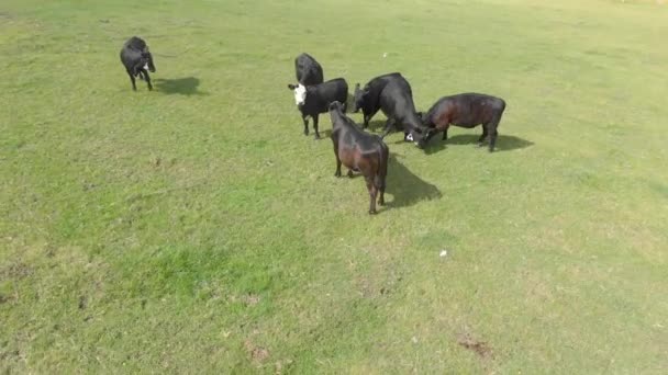 Aerial Shot Rotating Black Cattle Happily Playing Farm Victoria — Wideo stockowe