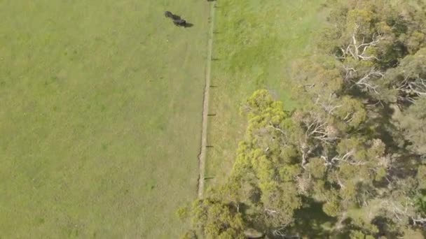 Birds Eye View Cattle Running Fencing Boundary Line Lush Green — 图库视频影像