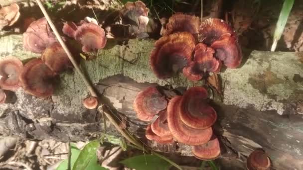 Bunch Awesome Mushroom Log — Wideo stockowe