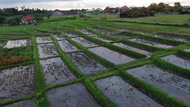 Establishing Shot Bali Ricefields Sunset Canggu — Stok video